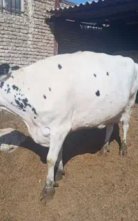 گاو