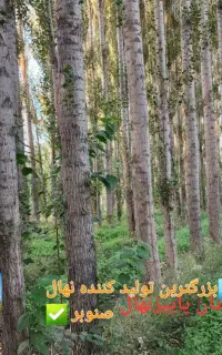 خرید انواع چوب صنوبر با بهترین قیمت پرداخت باسکول