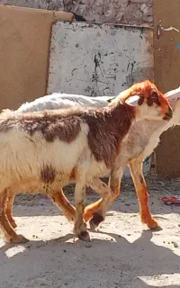 دوتا میش پاک بخور دوتا باهم ۳۴مفت