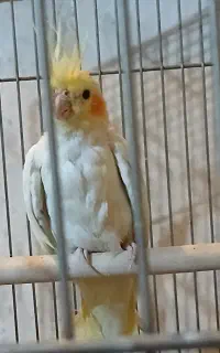 عروس هلندی گمشده