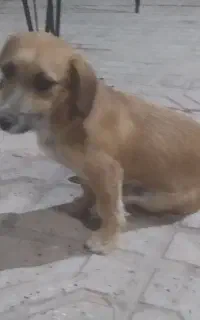 سگ پاپی