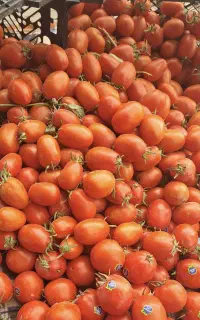 فروش عمده گوجه فرنگی