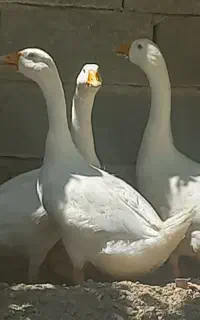 فروش ۳ عدد قوغاز
