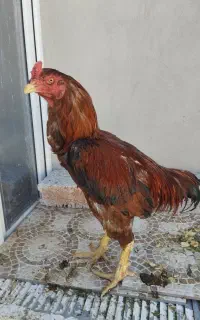 خروس لاری