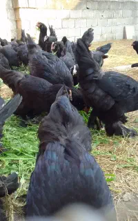 فروش خروس و مرغ مشکی مرندی پا پر
