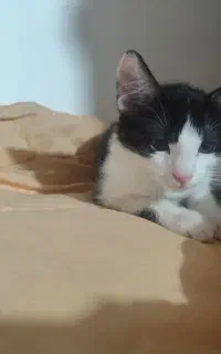 بچه گربه