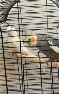عروس هلندی جفت