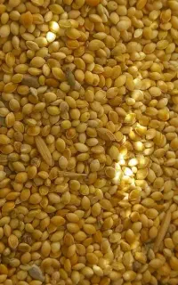 ارزن درجه یک تضمینی