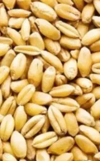 فروش گندم بذرکریم کیلویی ۴۷هزارتومان
