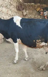 گاو با گوساله ماده