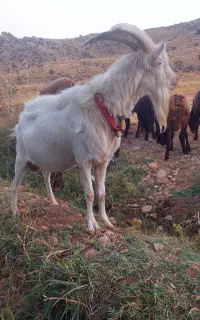 فروش نرسانن
