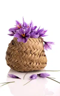 کودارگانیک تخصصی زعفران افزایش رشدوبنه سازی