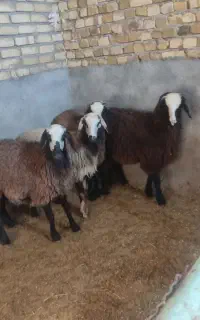 بره ماده پای قوچ شالی