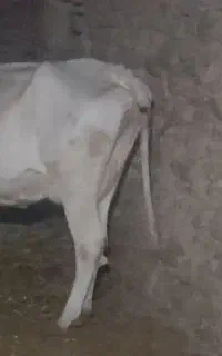 گاوشیش ماه آبستن