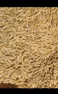 جودیم درجه یک بدون اشغال