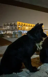 سگ ژرمن شیپرد