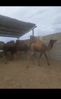 شتر بلوون چاق برای کشتار و نگهداری