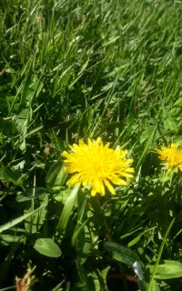 علوفه برای دام دن دوش و چمن اوتی