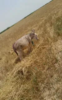 خر الاغ