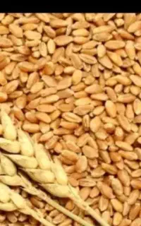 خریدار گندم به صورت نقد