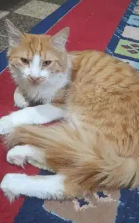 گربه نارنجی DSH