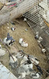 کوچیک‌250بزرگ350