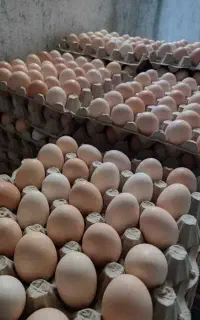 تخم مرغ محلی تازه