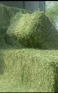 یونجه