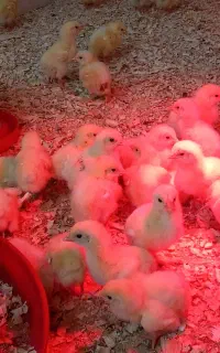 جوجه مرغ گوشتی 8 روزه واکسن خورده