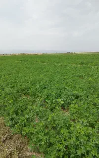 کارگر   کشاورزی
