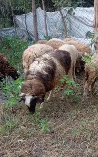 فروش بره ای نر و ماده