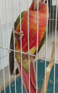 گرینچیگ گمشده