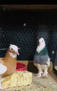 طوقی سینه و..