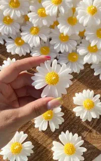 شمع گل بابونه