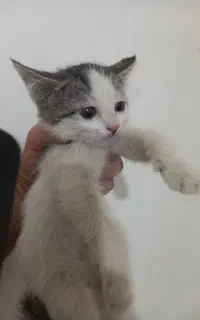 واگذاری چند بچه گربه خونه گی