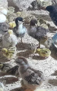 سلام عرض ادب