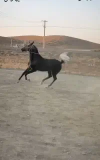 کره اسب سرودمگیر
