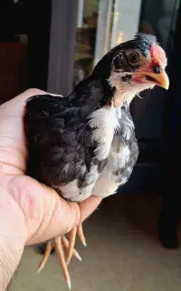 چهار تا جوجه گلین