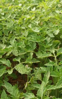 نهال  گوجه فرنگی