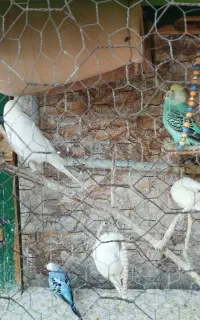 مرغ عشق نر و ماده