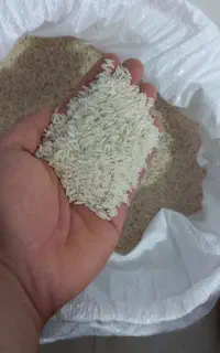 برنج هاشمی امساله