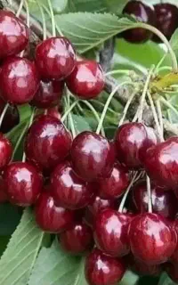 نهال گیلاس دانه درشت