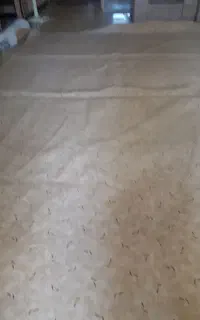 پلاز موکت