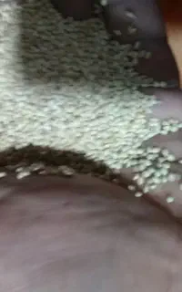 ارزن درشت ایرانی