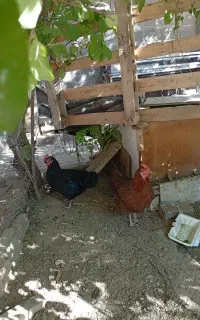 مرغ