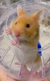 تخصصی ترین مجموعه همستر هانی پت اصفهان