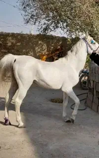 اسب نریان کرداصیل