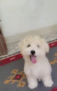 سگ بامزه