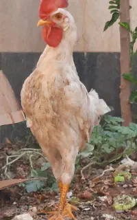 خروس جوان ۴ ماهه