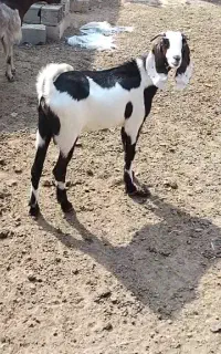 ۲ عدد بز جوان